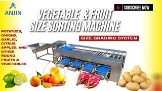 Industrial Potato Sorting Machine | Automatic Potato Size Grading Equipment