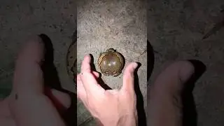Catch a funny rain frog | Touch the frog to ma #rainfrog #frogtastic #frogwatch