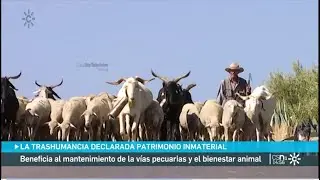 La trashumancia declarada Patrimonio Cultural Inmaterial de la Humanidad por la UNESCO