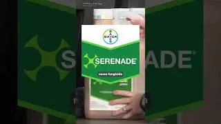 Citros: manejo de doen&ccedil;as na florada | Impulso Minuto