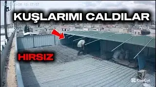 KUŞLARIMI CALDILAR !