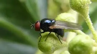 Lauxaniid Fly - Lauvfluger - Lauffluga - Sv&ouml;rt bla&eth;fluga - Flugur - Skord&yacute;r - Sm&aacute;s&aelig;i heimurinn
