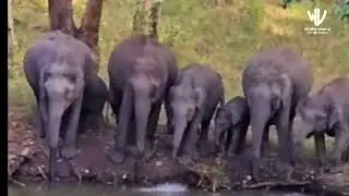 Winter Migration of Elephants Begins in Mudumalai &ndash; Majestic Herd Crosses the Road