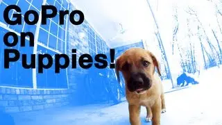 Slow motion puppy POV with a GoPro