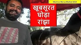 Jet Black Indian Marwari Stallion  Ranjha At Muktsar Horse Mela Horse Video घोड़ा विडियो
