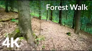 4K Forest Walk - Hike Through Wild Forest - Footsteps and Sounds of Nature - Looking for Mushrooms
