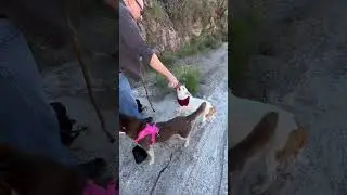 Peaceful Arizona Hike #explore #travelvlog #naturevideo #nomusic #peace #adventure #dogs #husky