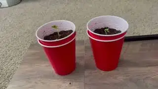Up potting and Double Cup Method