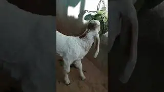 2 month old baby goat,, #goatfarming #animalslover #2023 #babygoat