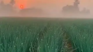 @NatureAndLife007 #shorts #birds #onion #field #wintervibes #trending #shortsviral #nature #viral 