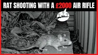 Rat Shooting With &pound;2000 Air Rifle - Air Rifle Hunting
