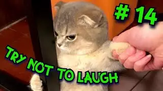 KITTENS Taking Over the World: Apo-CAT-lypse NOW! - Try Not to Laugh Compilation #14