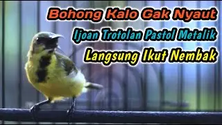 CUIT CUIT CERRR PANCINGAN PENGGACOR PALING AMPUH UNTUK SEMUA SOGON‼️HITUNGAN DETIK LANGSUNG GACOR