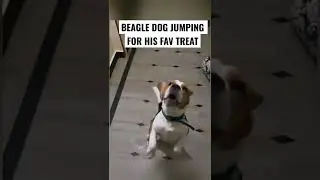 BEAGLE DOG JUMPING FOR TREAT #shorts #beagle