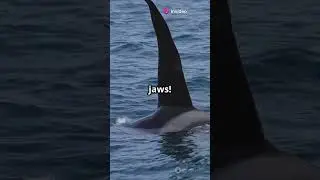 The Ocean&rsquo;s Smartest Predator &ndash; Orca! 🌊🐋