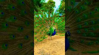 Павлин / Peacock