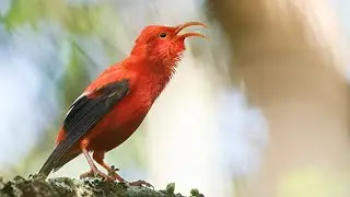 `I`iwi (Drepanis coccinea) 4K