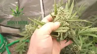 Final Weeks of Flower for Bruce Banner Auto 🔥🔥💯 @simplyreefer  #brucebanner