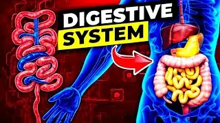 How digestive system work #biology #science #upsc #civilservices #dharmendrasir #gyrussulcus