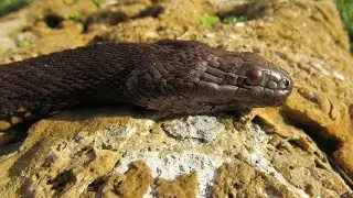 The sneaky brown water snake