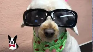 Warren London Dog Spa & Grooming Products
