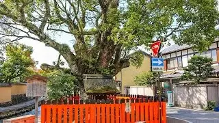 藤木神社 京都 / Fujinoki Shrine Kyoto