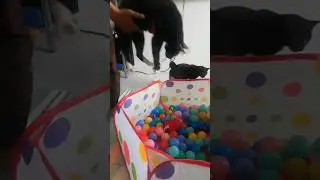 Funny Cats