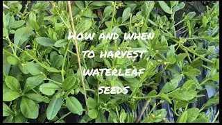 How and When to Harvest Waterleaf Seeds
