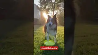 A dog with a Frisbee #new #viral #funny #subscribe #youtubeshorts #shorts