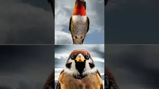 Epic Battle: Ruby-throated Hummingbird vs 10 Deadly Predators