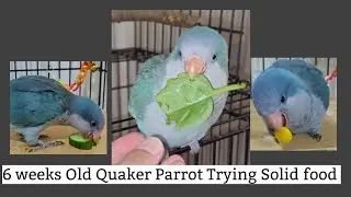 Quaker Parrot Trying Solid food for the First Time | 6 Six Weeks Old Baby Parrot 🦜