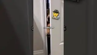 REASONS why dog follows you to bathroom🚽