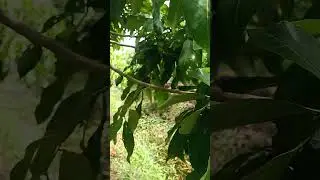 longan garden #garden #nature #agriculture