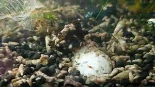 The great Snail Migration of 2019!