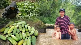 Fanghma lo ṭan ang aw| HARVESTING CUCUMBER SELF-PLANTING