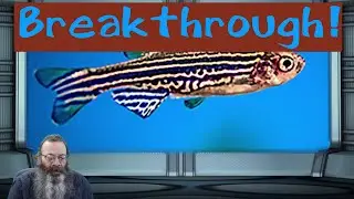 How do zebrafish get their stripes