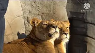 2020 t's amazing babies monkey, many activelOMGy style