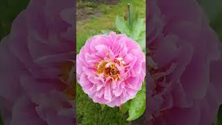 Пион Walk&uuml;re. Первый год посадки, первое цветение. #peonies #walk&uuml;re #пионы #miely