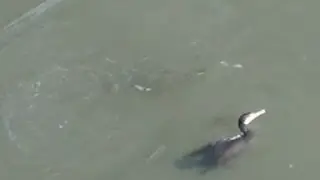 Surreal Wildlife Sighting at Nihonbashi River, Tokyo | 【珍百景】日本橋川の濁流に潜る鵜！都会の川で繰り広げられる魚との真剣勝負