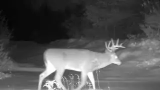 New Hampshire Trail Cam, 2025 &mdash; Deer/buck compilation