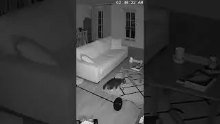 Cat on Lamp: Meow and Crash😂🐾#shorts