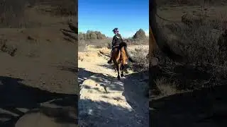 Sultan&rsquo;s usual pace on the trail - a solid skedaddle. #keepup #enduranceriding #arabianhorse