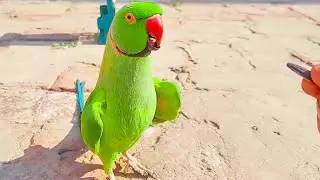 Jumping Ringneck Talking Parrot || Funny Active And Naughty Green Speaking Parrot