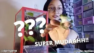 How To Set Up White Tree Frog's Cage | Set Up Kandang Dumpy Frog/Katak Pesek