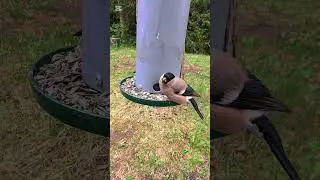 Naaras punatulkku ruokinnalla