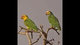 Parrots of  South America (Amazonians and Macaws parrots) (Part 1)