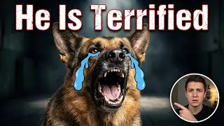 Mistakes You Make When Feeding Your Dog | ChickaPaws