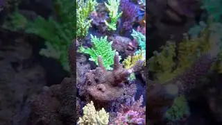 Is that hair on my coral?