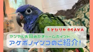 【えとぴりかOSAKA】お人形さんのようなお顔が魅力のインコさん！【アケボノインコ】