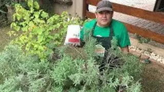 Todos os segredos para saber plantar lavanda em vaso em casa